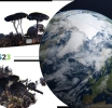 Tecnologie geospaziali, AI e gestione del verde storico: il Parco del Colosseo presenta il progetto “From Space to Tree