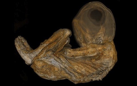 mummia peruviana bambino
